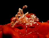 03 Harlequin Shrimp